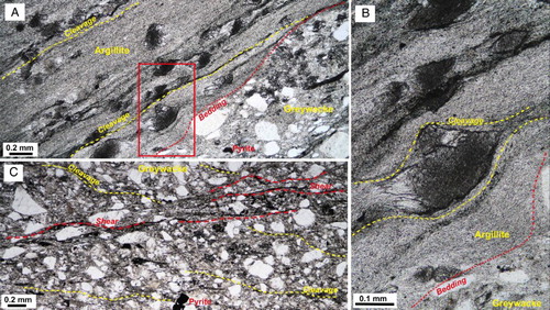Figure 3. Thin-section views (plane polarised light) of unmineralised host rocks from drillhole WA22. A, Boundary between greywacke and argillite, with metamorphic cleavage (dashed) at a low angle to bedding (dotted), 1628 m depth. B, Box in A enlarged to show the cleavage wrapping around carbonate spots in argillite. C, Greywacke with cleavage overprinted by mineralisation-related shears, at 1634 m depth.