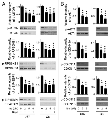 Figure 5. Itraconazole inhibits the AKT1-MTOR pathway. (A) U87 or C6 cells were treated with DMSO, indicated concentrations of itraconazole or 100 nM rapamycin for 36 h. Phosphorylation of MTOR (Ser2448), RPS6KB1 (Ser424 and Thr421), and EIF4EBP1 (Ser65 and Thr70) was examined by immunoblot. Total MTOR, RPS6KB, or EIF4EBP1 respectively was used as the internal control. The data are representative of 3 independent experiments. (B) U87 or C6 cells were treated with DMSO or the indicated concentrations of itraconazole. Phosphorylation of AKT1 (Ser473), CDKN1A (Thr145), and CDKN1B (Thr198) was examined by immunoblot. Total AKT1, CDKN1A, and CDKN1B, respectively was used as the internal control. The data are representative of 3 independent experiments. *P < 0.05; **P < 0.01; ***P < 0.001; Itra, itraconazole; Rapa, rapamycin.