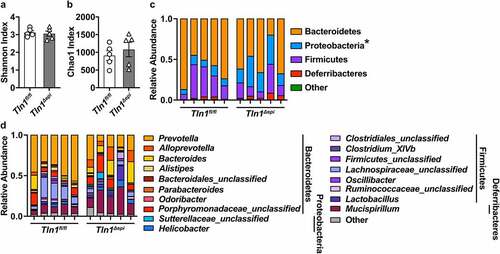 Figure 4. Effect of epithelial talin-1 loss on the fecal microbiome. 16S sequencing was performed on DNA extracted from colonic feces of naïve Tln1fl/fl and Tln1Δepi mice; n = 5 mice per genotype. Alpha diversity evaluated by (a) Shannon Index and (b) Chao1 Index. The relative abundance of each (c) phylum and (d) genus in the gut colonic bacterial community; *P < 0.05.