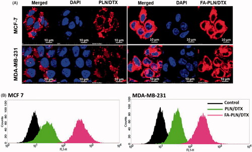 Figure 2. (A) In vitro cellular uptake of PLN/DTX and FA-PLN/DTX in MCF-7 and MDA-MB-231 cancer cells. Cellular internalization was observed using a confocal laser scanning microscope (CLSM). Rhodamine-B was used as a fluorescent probe and nuclei were stained with DAPI. (B) Flow cytotmeter based cellular uptake of PLN/DTX and FA-PLN/DTX in MCF-7 and MDA-MB-231 cancer cells.