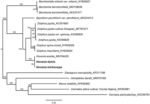 Figure 1. Phylogenetic tree reconstruction of 18 taxa with ML method based on complete chloroplast genome sequences. Bootstrap values based on 1000 replicates were provided near branches. GenBank accessions are provided after underlines. H. dulcis and H. trichocarpa are highlighted in bold.