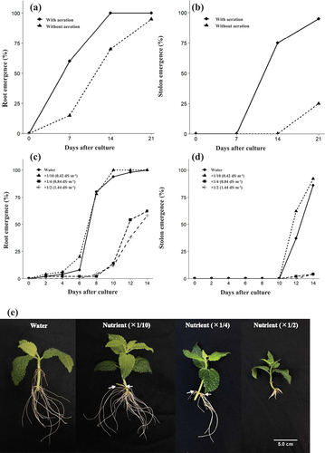Figure 1. Rooting and stolon development after culture of Chinese artichoke cuttings. Time course of the percentage of (a) rooting and (b) developing stolons during 21 days on culturing cuttings with or without aeration (n = 50). Time course of the percentage of (c) rooting and (d) developing stolons during 14 days on cuttings cultured in different nutrient concentrations (n = 50). (e) Rooting of cuttings after 14 days of rooting under different nutrient concentrations. Arrows indicate elongating stolons.