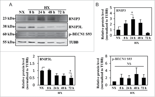Figure 6. Hypoxic induction of BNIP3 does not correlate with the activation status of BECN1. (A) Western blot analysis of NP cells cultured under normoxia (NX) or hypoxia (HX) for 8–72 h shows that the BNIP3 level significantly increases by 24 h in hypoxia. BNIP3L level as well as p-BECN1 Ser93 did not change under hypoxia. (B) Densitometric analysis of western blot confirms hypoxic induction of BNIP3, peaking at 24 h. In contrast, the BNIP3L level remains relatively constant in hypoxia except for a small decrease at 72 h. Additionally, the level of p-BECN1 Ser93 is not affected under hypoxia, indicating a lack of correlation between BNIP3 and activation status of BECN1. All the quantitative data are represented as mean ± SE from at least 3 independent experiments. NS, nonsignificant; *, p < 0.05.