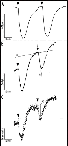 Figure 1 Representative traces of the blue light-induced apoplastic responses at the mesophyll-facing side of the abaxial epidermal layer of a young expanding pea leaf. The apoplastic acidification is measured with a conventional flat-tipped pH electrode (A) which is carefully placed against the epidermal layer and a vibrating probe system MIFE that measures apoplastic pH (B) and proton fluxes (C) in the unstirred layer of the epidermis. After a 30s 100 µmol m−2 s−1 blue light pulse (indicated by the arrowheads) the pH lowers and the proton efflux increases within two minutes. After half an hour the pH and proton fluxes are back at basal level and a new blue light pulse is given. In all the traces it is evident that blue light affects the apoplastic pH with comparable response kinetics. The initial apoplastic acidification rate is used as the measure to investigate effects on the apoplastic pH. Hence, changes in proton fluxes (C) lead to changes in apoplastic acidification (A and B). The apoplastic acidification rate is calculated by subtracting the basal acidification rate (line a) from the blue light-induced acidification rate (line b). The change in efflux is determined by eye: basal level is drawn (line c, C) and the maximal change in flux is measured (double arrow). The trace in (A) is corrected for first order function, which describes the basic apoplastic acidification rate.