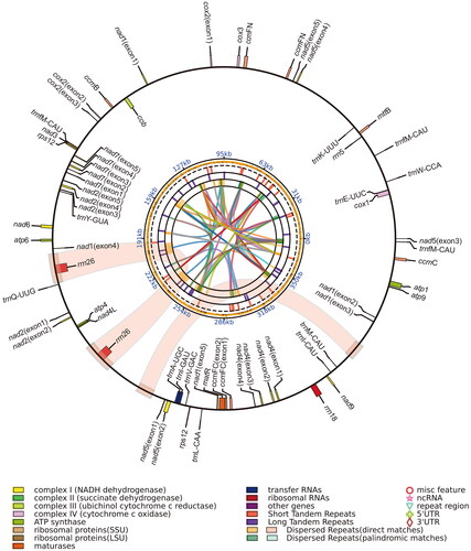Figure 2. Mitochondrial genome map of Allium fistulosum, with 26 protein-coding genes (PCGs), 14 tRNAs, and four rRNAs. The rRNAs genes were filled in red, and genes with related functions are shown in the same color. Genes that are found in the inner and outer circle are transcribed clockwise and counterclockwise, respectively. The colored parabola in the center circle represents the dispersed repeats.