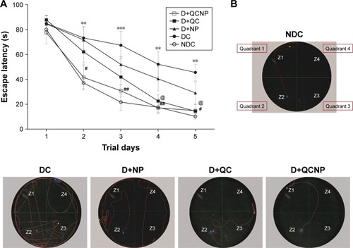 Figure 4 Effect of treatment with Fe3O4 NPs, QC, QC-Fe3O4 NPs (35 days) on the performance of spatial memory acquisition phase in Morris water maze test. Average escape latency during the training days (A), swim path traces from the final training day (B). Each value expressed as mean ± SEM of 7–8 animals per group. Statistical significance was determined using two-way ANOVA (followed by Tukey’s multiple comparison test) at **P<0.01 and ***P<0.0001 vs NDC group. #P<0.05, ##P<0.01, and @P<0.05 vs diabetic control group.Abbreviations: QC, quercetin; NP, nanoparticle; NDC, non-diabetic control; DC, diabetic control; D+NP, diabetic treated with nanoparticle; D+QC, diabetic treated with quercetin; D+QCNP, diabetic treated with quercetin nanoparticle.