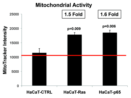 Figure 11. Ras oncogene activation and inflammation both drive the upregulation of mitochondrial activity in epithelial cancer cells. HaCaT epithelial cells (control, H-Ras [G12V], or NFkB [p65]) were cultured alone and then subjected to FACS analysis to determine mitochondrial activity, via MitoTracker staining. Note that HaCaT-Ras cells (1.5-fold; P = 0.009) and HaCaT-p65 cells (1.6-fold; P = 0.006) both show a significant increase in MitoTracker activity staining.
