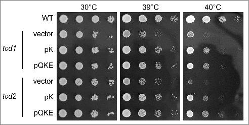 Figure 4. Heat induced growth defects in tcd1 and tcd2 single mutants are suppressible by elevated levels of tRNALysUUU. tcd1 and tcd2 mutants were transformed with either pRS425 (vector), pK (multi copy tRNALysUUU) or pQKE (multi copy tRNALysUUU, tRNAGlnUUG and tRNAGluUUC) and serial dilutions of cultures transferred to YPD plates that were incubated at the indicated temperatures for two days.