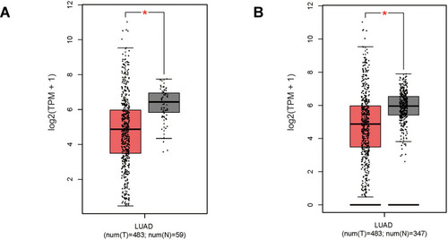 Figure 1 Gene expression level of PGDH was lower in Lung adenocarcinoma (LUAD) tissues compared with normal tissues. (A) PGDH gene expression level analysis between TCGA tumor samples and TCGA normal samples. (B) PGDH gene expression level analysis between TCGA tumor samples and TCGA normal + GTEx normal samples. TPM, Transcripts Per Million. The expression data were log2(TPM+1) transformed for differential analysis. *p<0.05.