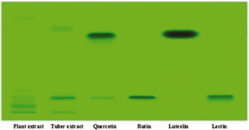 Figure 2. HPTLC profile of the methanol extract of A. tortuosum tuber at 254 nm.