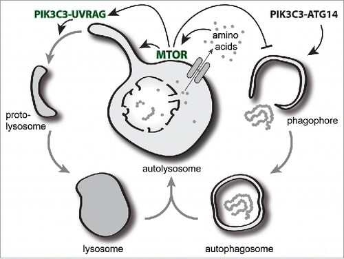 Figure 1. The autolysosome plays a central role as a signaling platform for the resolution of autophagic responses. Following fusion of an autophagosome with the lysosome, the autolysosome is generated and degrades cellular material. The release of newly acquired nutrients from the autolysosome locally activates MTOR at the lysosome and is critical for a 2-part response. First, the activation of MTOR can inhibit the autophagy initiation machinery to prevent further autophagosome formation. Second, MTOR activity drives autolysosome tubulation and phosphorylates the PIK3C3-UVRAG complex to generate localized PtdIns3P required for the subsequent scission of tubules. The cleaved tubules or proto-lysosomes are then able to mature by acquisition of hydrolases into new lysosomes primed for further fusion.