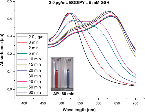 Figure S4 Ultraviolet-visible absorbance spectra for gold nanoparticles capped with BODIPY® (2.0 μg/mL), and their stability in 5 mM glutathione (GSH) (samples show as prepared [AP] and GSH in 60 minutes).