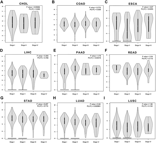 Figure 4 The correlations between BSG expression and tumor stages in aerodigestive cancers through GEPIA2. (A–G) Violin plots showing BSG expression at different stages of CHOL, COAD, ESCA, LIHC, PAAD, READ and STAD (cancers of the digestive tracts). (H–I) Violin plots showing BSG expression at different stages of lung cancers, including LUAD and LUSC.