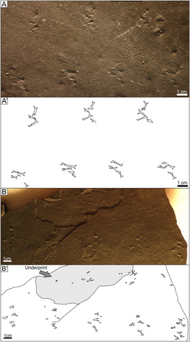 Figure 12. A) Kouphichnium minkinensis, type specimen UCM 227 (ANNMNH 2003.5.24) B) UCM 2242 (MSC 9324).
