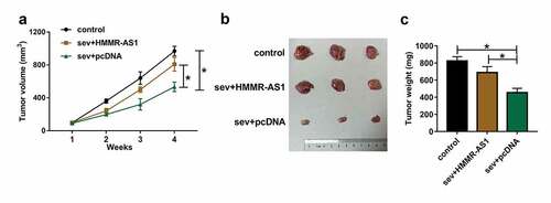 Figure 9. The effect of Sev and HMMR-AS1 on tumor growth. LN229 cells stably transfected with HMMR-AS1 overexpression vector or pcDNA were exposed to 5.1% Sev or not and then injected into the mice to generate xenograft tumor. (a) Tumor volume was examined weekly. (b) The tumor images in each group. (c) Tumor weight was detected in each group. n = 6. *P < 0.05