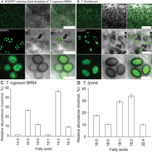 Figure 4. Lipid analysis of truffle spores. A, B. Confocal microscopy of BODIPY-stained (A) Tuber rugosum (BR64) and (B) Tuber floridanum ascospores revealing lipid content as green. C, D. FAME analysis of (C) T. rugosum and (D) T. lyonii in vitro mycelial growth showing distinct variation in fatty acid concentrations. Bars: A = 0.5 mm, 100.0 μm, 25.0 μm, top to bottom; B = 0.5 mm, 100.0 μm, and 30.0 μm, top to bottom.