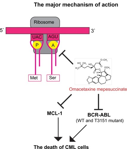 Figure 2 The major mechanism of action of omacetaxine mepesuccinate.