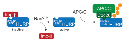 Figure 2 Inhibition of APC/C-dependent ubiquitination by reversible protein interactions. The ubiquitination of the spindle assembly factor HURP by the APC/C can be inhibited by importin-β, which binds to sites in HURP that overlap with the D-, KEN- and TEK-boxes required for HURP-degradation. GTP-charged Ran can dissociate importin-β from HURP, thereby exposing it to recognition by Cdc20/Cdh1 and ubiquitination by the APC/C.