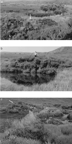 FIGURE 3. Photographs of palsas in all three stages of development. A: Aggrading palsa (20). This low, ridge-like form (outlined) is covered by grasses and sedges, with a few young shrubs and some bare peat (especially on the right-hand side). It has formed in an area that was under water in 1987. The core site is arrowed. B: Stable palsa (25). This palsa is covered by shrub birch and willow and has a minimum age of 73 yr. C: Degrading palsa (7). Shrub ring counts indicate a minimum age of 75 yr. Block collapse is taking place into the adjacent stream channel and the stratified sediments forming the palsa are exposed along a 10-m section. Note breached beaver dam in the foreground, one of ten present at the study site