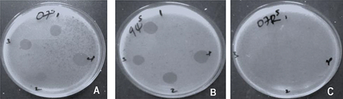 Figure 4 Spot assay of phage cocktails on each of E. coli strain. The plate on (A) is E. coli 4307; (B) is E. coli 4194 and plate (C) is phage resistant variant E. coli 4307R. Key: Cocktails named on the Petri plates represents as 1 = VBO-E. coli 4307 and VBW-E. coli 4194; 2 = VBW-E. coli 4194 and VBA-E. coli 4307R; 3 = VBO-E. coli 4307 and VBA-E. coli 4307R; and 4 = VBO-E. coli 4307, VBW-E. coli 4194 and VBA-E. coli 4307R.