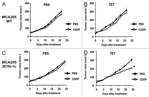 Figure 3. Tumor growth modulation by CDDP and tetracycline treatment in parental and iRTN-1c MCA205 tumors. (A‒D) Tetracycline (TET) mediated reticulon-1c (Rtn-1c) expression combined with cisplatin/CDDP chemotherapy effects the growth rate of established tumors. 2 × 105 parental MCA205 (A and B) or iRTN-1c MCA205 cells (C and D) were injected s.c. into the flank of C57Bl/6 mice. Once palpable, tumors were treated by a single i.p. injection of 0.25 mg/kg CDDP or vehicle (PBS) (day 0) and tumor growth was monitored with a caliper for 25 d. Normal water (A and C) or 100 µM dose TET (B and D) were added in bibber waters for the duration, starting 7 d prior to the cell injection. Moreover, PBS (A and C) or 0.3 µM tetracycline (B and D) were injected intratumorally on day 0. Experiments were done on groups of n = 5 mice and repeated at least twice. Results are reported as means ± SEM *P < 0.05 (unpaired Student’s t test).