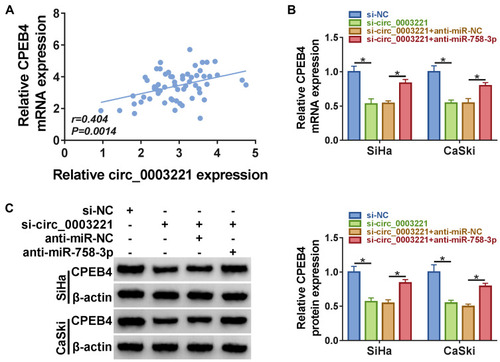 Figure 7 Circ_0003221 regulated CPEB4 expression by sponging miR-758-3p. (A) The correlation between CPEB4 mRNA expression and circ_0003221 expression was analyzed in cervical cancer tissues. (B and C) SiHa and CaSki cells were transfected with si-NC, si-circ_0003221, si-circ_0003221 + anti-miR-NC, or si-circ_0003221 + anti-miR-758-3p. Then qRT-PCR and Western blot were used to measure the mRNA and protein expression of CPEB4. *P<0.05.