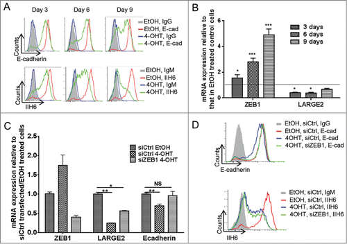 Figure 4. ZEB1 contributes to Snail-mediated reppression of LARGE2. (A): Cell surface expression of E-cadherin and functionally glycosylated αDG in PC-3E+ Snail-ER cells, as analyzed by flow cytometry on the indicated day after treatment with 20 nM 4-OHT. (B): Expression of the ZEB1 and LARGE2 mRNAs in 4-OHT treated PC-3E+ Snail-ER cells, as analyzed by qRT-PCR. (C): Expression of ZEB1, LARGE2 and E-cadherin mRNAs in PC-3E+ Snail-ER cells following a block of ZEB1 up-regulation during Snail-induced EMT, as assessed by qRT-PCR (transfection of siZEB1 prior to treatment with 4-OHT). (D): Flow cytometry analysis of cells in (C), using E-cadherin or IIH6 antibodies. E-cad, E-cadherin (Repeated measures ANOVA; *, P < 0.05; **, P < 0.01; ***, P < 0.001; NS, non-significant).
