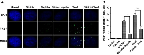 Figure 6 Silibinin protects hepatocyte cell DNA against damage. (A) IF assay for evaluating the DNA damage. LO2 cells were treated with 0.01% DMSO (Control), silibinin (50 μM), cisplatin (24 μM), taxol (4 μM) and silibinin (50 μM) plus cisplatin (24 μM) and/or taxol (4 μM) for 48 h. DAPI and 53BP1 was the nucleus dye (blue) and DNA damage marker (green), respectively. (B) Quantification of (A). The results show the percentage of 53BP1 foci per cell among 200 untreated and treated cells, respectively. Values are the average ± SD of three independent experiments. ***p< 0.001.