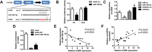 Figure 6 miR-185-3p directly target CaSR in cardiomyocytes. (A) Schematic representation of target site between miR-185-3p and CaSR. (B) Luciferase reporter assay was carried out to verify whether miR-185-3p targets CASR in cardiomyocytes. (C) knockdown of miR-185-3p to monitor the expression of CASR was detected by Western blot. (D) Enrichment of CASR. (E, F) Pearson correlation coefficient analysis was performed to investigate the correlation between circHIPK3 and CASR as well as miR-185-3p and CASR. *P<0.05 vs mimic nc, biotin-nc, miR-nc group, #P<0.05 vs inhibitor-nc group. Scale bar=50 μm. Data are expressed as means±SD from three independent experiments.