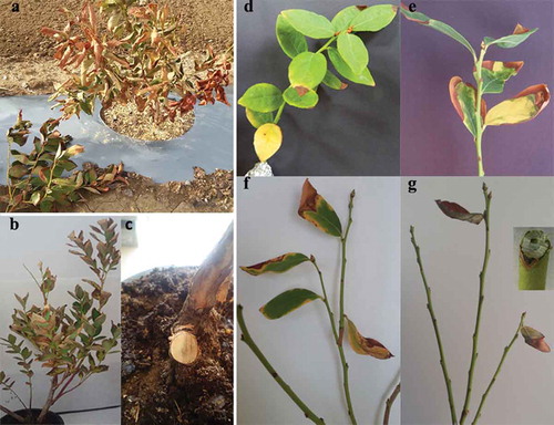 Fig. 1 (Colour online) a, Blight-like disease on highbush blueberry ‘Duke’, due to natural infection by M. phaseolina. b and c, Diseased symptoms on highbush blueberry infected with M. phaseolina on which isolation was done. d–g, Symptoms on inoculated highbush blueberry stems (‘Duke’).