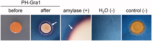 Figure 1. Yeast isolates tested for amylolytic activity. PH-Gra1 was inoculated onto nutrient agar with 0.2% starch. Lugol solution was used to visualize the region of starch that had been hydrolyzed by amylolytic activity (“before” = prior to Lugol solution treatment; “after” = after Lugol solution treatment). Amylolytic activity was determined by the presence of a light purple region (indicated as white arrows) around the colony against a navy background. Commercial amylase was inoculated on the same medium as a positive control (+). Sterile H2O and a non-amylase-producing strain were included as negative controls (−).