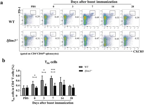 Figure 5. The numbers of TFH cells were reduced in spleens of Ifitm3-/- mice after TIV immunization. (a) Lymphocytes were isolated from splenocytes from each group of mice. The populations of CD3+CD4+CD44hiCXCR5hiPD1hi cells were defined as TFH cells and analyzed by flow cytometric analysis. (b) The percentage of TFH cells among CD3+CD4+ T cells were compared between WT and Ifitm3-/- mice at days 0, 3, 7, 14 and 28 after booster (n = 5 per group). The bars represent the mean values and the standard errors of the means. Significant differences are marked by * P < 0.05, ** P < 0.01, *** P < 0.001.