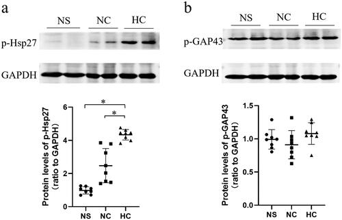 Figure 3. High salt intake induced significant phosphorylation changes of Hsp27 and GAP43. Phosphorylation level of Hsp27(Ser15) (a) and GAP43(Ser41) (b) were validated by western blotting. Data are expressed as the mean±SD of three independent experiments (n = 8 in each group). *p < 0.001 vs. NS group or NC group. NS: sham operation + normal salt diet; NC: 5/6 Nx + normal salt diet; HC: 5/6 Nx + high salt diet; 5/6 Nx: 5/6 nephrectomy.