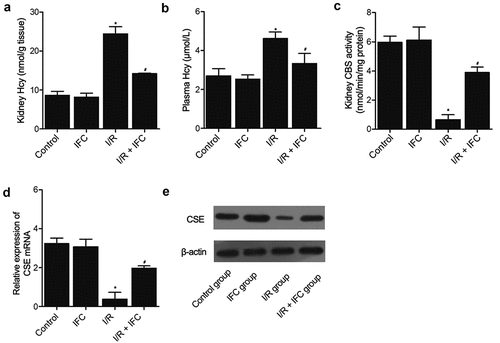 Figure 2. Up-regulation of Hcy and down-regulation of CSE in the renal tissue and blood of I/R rats (* P value < 0.05, vs Control group; # P value < 0.05, vs. I/R group). A: Hcy concentration was elevated in the renal tissue of I/R rats and suppressed by subsequent IFC-305 treatment. B: Hcy concentration was elevated in the peripheral blood of I/R rats and suppressed by subsequent IFC-305 treatment. C: ELISA analysis showed that the decreased CSE activity in the renal tissue of I/R rat was restored by IFC-305 treatment. D: qPCR analysis showed that the decreased CSE mRNA expression in the renal tissue of I/R rat was restored by IFC-305 treatment. E: Western blot analysis showed that the decreased CSE protein expression in the renal tissue of I/R rat was restored by IFC-305 treatment.