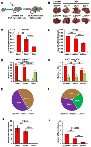 Figure 2 Effects of the Ghr gene disruption on HCC development. (A) DEN-induced HCC mouse model. Mice were injected with DEN (25 mg/kg), or saline as control, on postnatal day 14 and maintained until they became 36–40 weeks old. (B) Representative examples of livers from global (upper row) and liver-specific genotypes mice (lower row) injected with DEN. Control Ghr+/+ and LiGhr+/+ mice were injected with saline only. For the Ghr global genotype, the liver weight-to-body weight ratios, number of mice with or without tumors, percentage of mice with HCC, and the number of tumors developed after DEN injection are shown in (C–F) respectively. For the LiGhr liver-specific genotype, the liver weight-to-body weight ratios, number of mice with or without tumors, percentage of mice with HCC, and the number of tumors developed after DEN injection are shown in (G–J) respectively. Results are shown as means ± SE in (C, F, G, and I), and as means in (D and H).