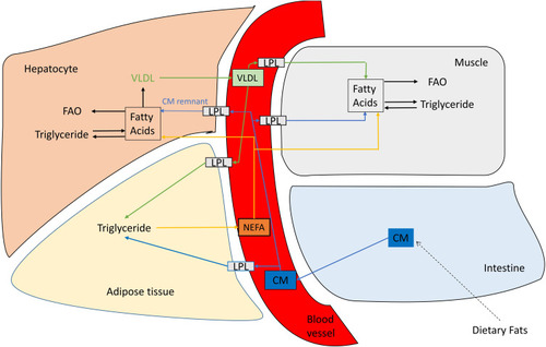 Figure 5 Lipid transport and storage.