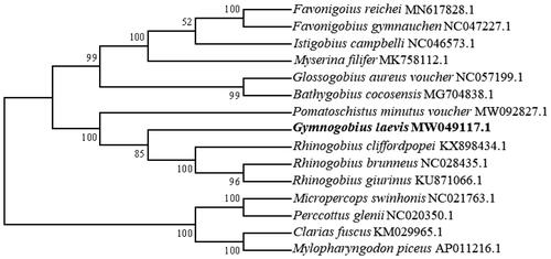 Figure 1. Molecular phylogenetic analysis of Gymnogobius laevis. The phylogenetic tree was prepared by using the maximum-likelihood method under Tamura-Nei model with 1000 bootstrap replicates in the MEGA 6.0 software.
