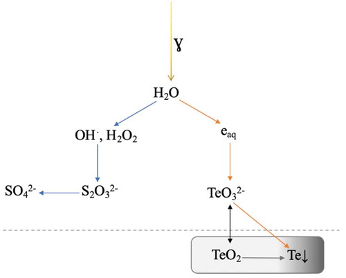 Fig. 7. Schematic presentation of the system with TeO2 as the precursor in ABS with the sodium thiosulphate