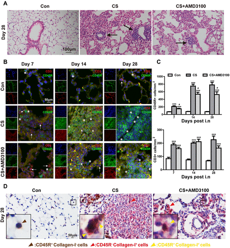 Figure 5 Blocking CXCR4 reduced B-lymphoid aggregate (LA) formation and collagen-I secretion by B-cells in the lung tissue after CS exposure. (A) HE staining showed LA formation 28 days after CS exposure; AMD3100 treatment reduced the number of LAs. Black arrows indicate LAs. (B) Double immunofluorescence analyses showed CD45R (B cells, green) and CD3 (T cells, red) staining in the lung after CS exposure on days 7, 14, and 28. White asterisks indicate B cells; white arrows point to T cells. (C) Quantitative analysis of CD45R+ cells and CD3+ cells/area (mm2) in the lung tissue was shown. (D) CD45R+ cells were stained with DAB (brown), and collagen-I+ cells were colored with AP (red). The brown arrowhead indicates CD45R positive collagen-I negative cells, the red arrowhead indicates CD45R negative collagen-I positive cells, and the yellow arrowhead indicates CD45R positive collagen-I positive cells. Scale bar: 100 μm (A), 50 μm (B and D). ***p < 0.001 vs control group. #P < 0.05 vs CS group.