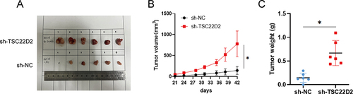 Figure 4 TSC22D2 inhibits CRC growth in mice. (A). Subcutaneous tumorigenesis in mice was evaluated after PPP1R14B knockdown. (B and C) Both tumor volume and tumor weight in TSC22D2 knockdown group (n=5) were obviously higher than those in control group (n=6). *P < 0.05.