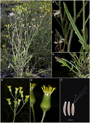 Figure 3 Senecio marotiri. A, Growth habit of S. marotiri [cultivated plants ex Motukino (Fanal Island), Mokohinau Islands]; B, mid-cauline leaves; C, basal cauline leaves; D, inflorescence; E, close-up of captiulum; F, cypsela (scale bar = 1 mm).