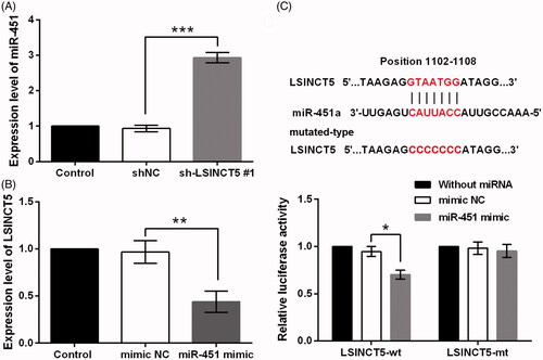 Figure 2. LSINCT5 acted as a molecular sponge for miR-451. (A) miR-451 expression was examined using qRT-PCR after GL15 cells transfected with sh-LSINCT5 #1 or shNC. (B) LSINCT5 expression was examined using qRT-PCR after GL15 cells transfected with miR-451 mimic or mimic NC. (C) The luciferase activity in GL15 cells co-transfected with mIR-451 mimic and luciferase reporters containing LSINCT5-wt or LSINCT5-mt vector. The results were obtained by dual-luciferase reporter assay. *p < .05, ***p < .001.