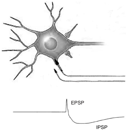 Figure 1 EPSP and IPSP postsynaptic potentials.
