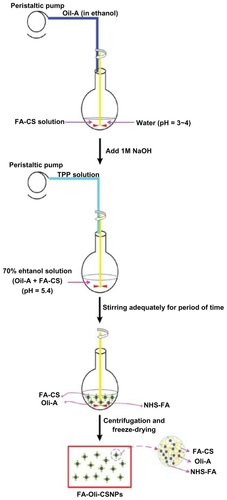 Figure 1 Schematic description of the preparation procedure of FA-Oli-CSNPs.Abbreviations: Oli-A, oligomycin-A; FA-CS, the folate-conjugated chitosan; TPP, sodium tripolyphosphate; FA-Oli-CSNPs, folate-conjugated chitosan nanoparticles loading oligomycin-A; NHS-folate, N-Hydroxysuccinimide ester of folate.