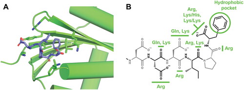 Figure 4. SSB/SIP binding interfaces revealed by structural studies. (A) Ribonuclease H/SSB-Ct interface. SSB-Ct residues are shown as sticks. Ribonuclease H residues shown in sticks form the interaction surface for binding SSB. (B) Notable interactions between SIPs and SSB-Ct are highlighted. SIP residues that interact with specific elements of the SSB-Ct are noted; these are an aggregate of all interactions that have been observed in SIP/SSB-Ct crystal structures determined to date.