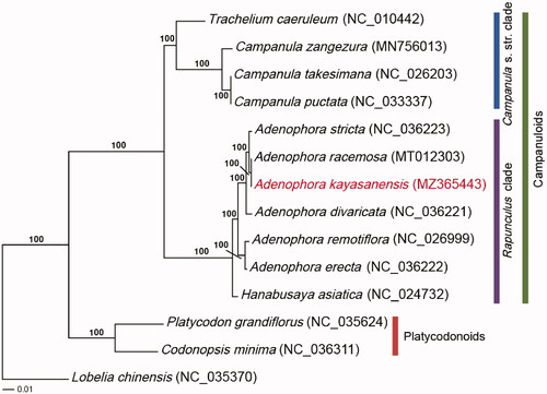 Figure 1. The ML tree for Adenophora kayasanensis based on 76 protein-coding genes. Lobelia chinensis (NC_035370) was used as outgroup. Numbers at nodes are bootstrap support values in %.