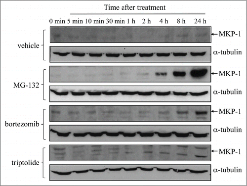 Figure 1. Proteasome inhibitors induce upregulation of MKP-1 protein, while MKP-1 is non-specifically inhibited by triptolide. MDA-MB-231 cells were treated with vehicle, 10 μM MG-132, 10 nM bortezomib, or 1 μM triptolide for up to 24 h. MKP-1 protein was measured by Western blotting (with α-tubulin used as the loading control) and results shown are representative blots of n = 3 independent experiments.