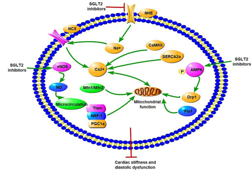 Figure 3 Potential molecular mechanisms of SGLT2 inhibitors on iron homeostasis, mitochondrial function, and cardiac microvasculature in diabetic cardiomyopathy. SGLT2Is can reduce cardiomyocyte sodium (Na+) and calcium (Ca2+) by inhibition of NHE activity in cardiomyocytes. In addition, SGLT2Is also regulate Ca2+ through enhancing SERCA2α function and CaMKII activation. SGLT2Is can enhance mitochondrial function by improvement of mitochondrial fusion–fission proteins, such as Mfn1:Mfn2 ratio and Fis1, as well as Drp1, which is dependent of AMPK activation. Activation of the PGC1α–NRF1–Tfam signaling pathway by SGLT2Is play a crucial role in regulation of mitochondrial biogenesis in the diabetic heart. Microcirculation can be improved by SGLT2Is by eNOS phosphorylation and NO-dependent improvement of endothelial function. All these changes have beneficial effects on attenuation of cardiac stiffness and diastolic dysfunction