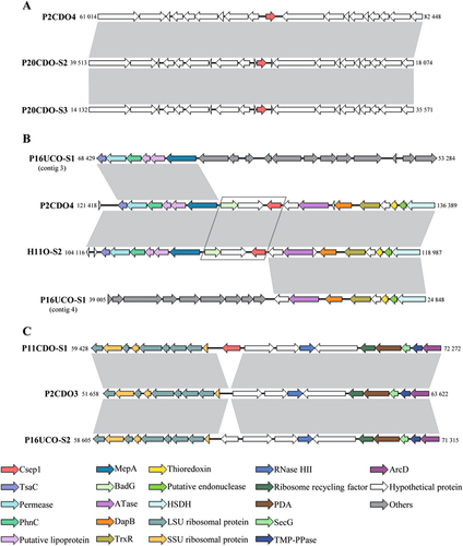 Fig. 5 Insertion sites of csep1 genes in C. concisus genomes.a The flanking genes of the csep1P gene in the pICON plasmid of strain P2CDO4, P20CDO-S2 and P20CDO-S3 were almost identical, indicating the csep1P was inserted at the same location in the pICON plasmid of different strains. b The flanking genes of the csep1C gene in all the csep1C-positive strains shared similar patterns, strains P2CDO4 and H11O-S2 are shown here as examples. The two genes (boxed) immediately upstream of the csep1C gene were absent in all csep1P-negative strains, while other flanking genes were present, although distantly located, strain P16UCO-S1 is shown here as an example. c The csep1C2 gene was inserted at a rare spot within the chromosome, in which only appeared in strain P11CDO-S1. In the remaining strains with similar flanking gene arrangements, there was either no gene insertion, such as strain P2CDO3; or insertion of other genes such as strain P16UCO-S2. Nucleotide sequences sharing more than 80% identity were shaded in grey. Nucleotide positions referred to the positions within the contig, except strain P2CDO4 which had the genome sequenced without gap. Gene sizes in strains between a, b and c were not on scale. HSDH homoserine dehydrogenase, PDA polysaccharide deacetylase