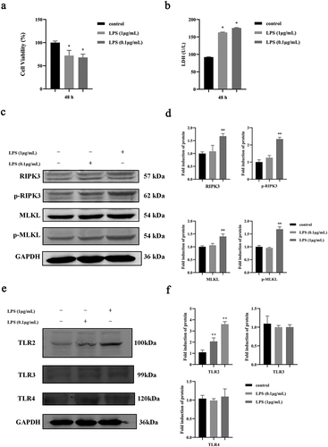 Figure 1. Effect of P. gingivalis LPS on necroptosis of oral epithelial cells. a. Cell proliferation of HIOECs cocultured with P. gingivalis LPS at 0.1–1 µg/mL for 48 h. b. Release of LDH from HIOECs cocultured with P. gingivalis LPS at 0.1–1 µg/mL for 48 h. c, d. Necroptosis-associated protein expression by Western blots and bar graphs of relative fold changes were shown when HIOECs were stimulated with P. gingivalis LPS at 0.1–1 µg/mL for 24 h. e, f. Western blots of TLR2, TLR3, TLR4 and GAPDH and bar graphs of relative fold changes were shown when HIOECs were stimulated with P. gingivalis LPS at 0.1–1 µg/mL for 24 h. *, P < 0.05, **, P < 0.01.